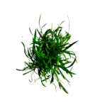 Lilaeopsis novae-zelandiae