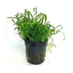 Lilaeopsis novae-zelandiae - Imagem 2