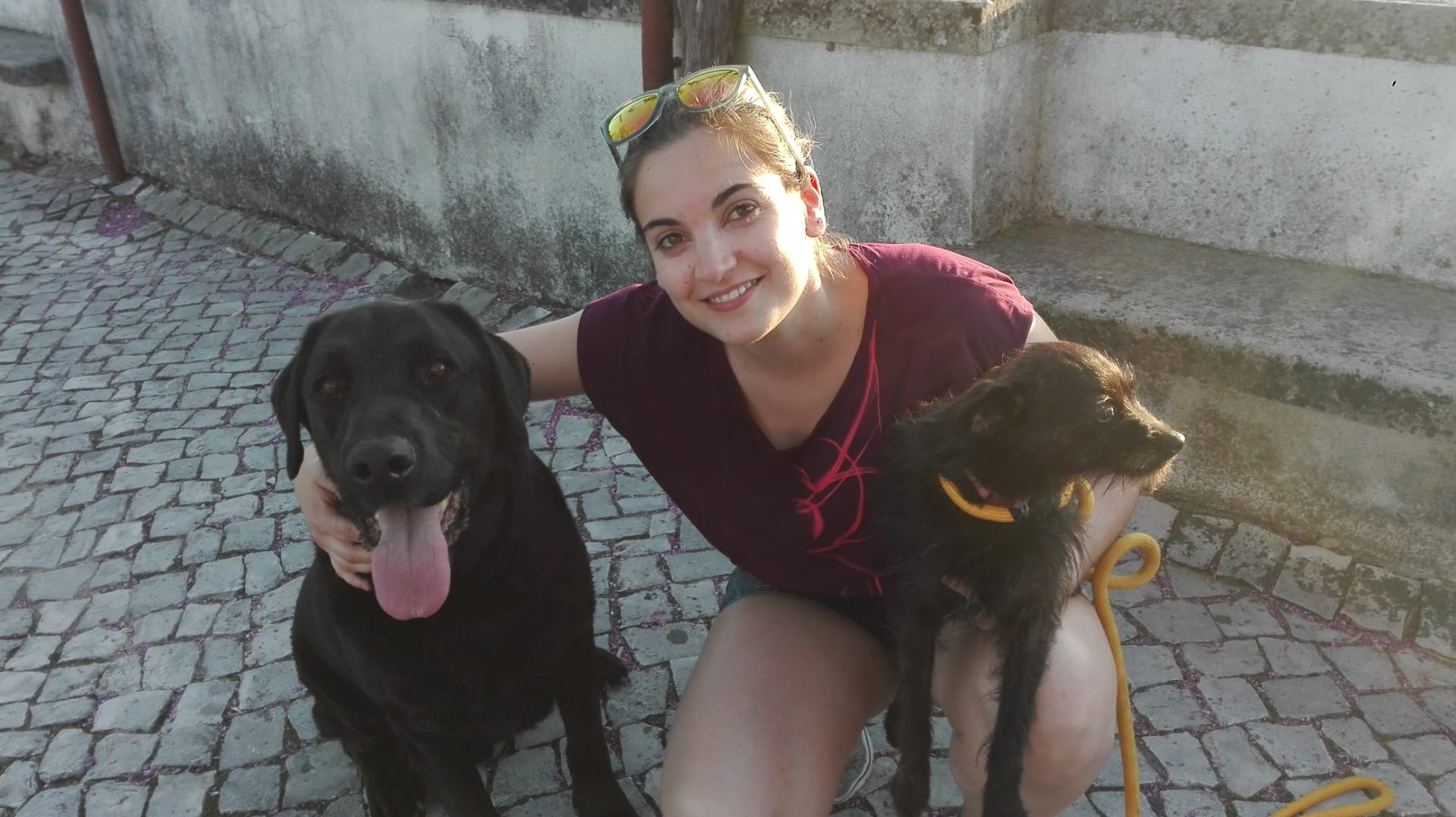 cães