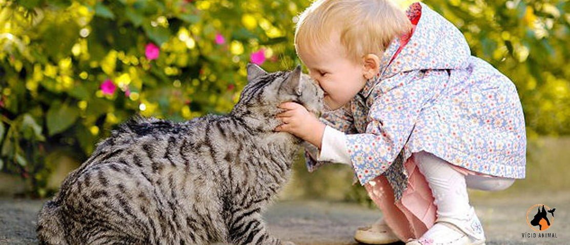 animais