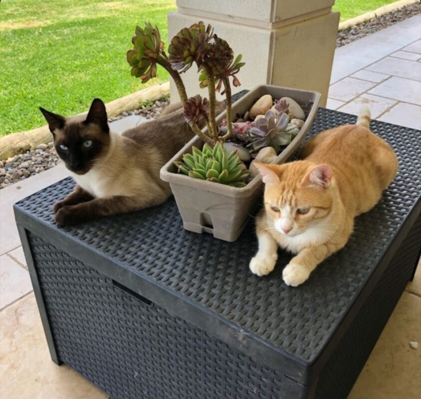 amigos