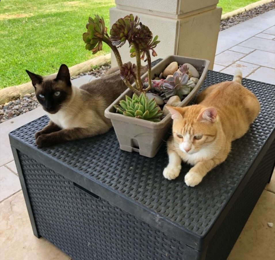 amigos