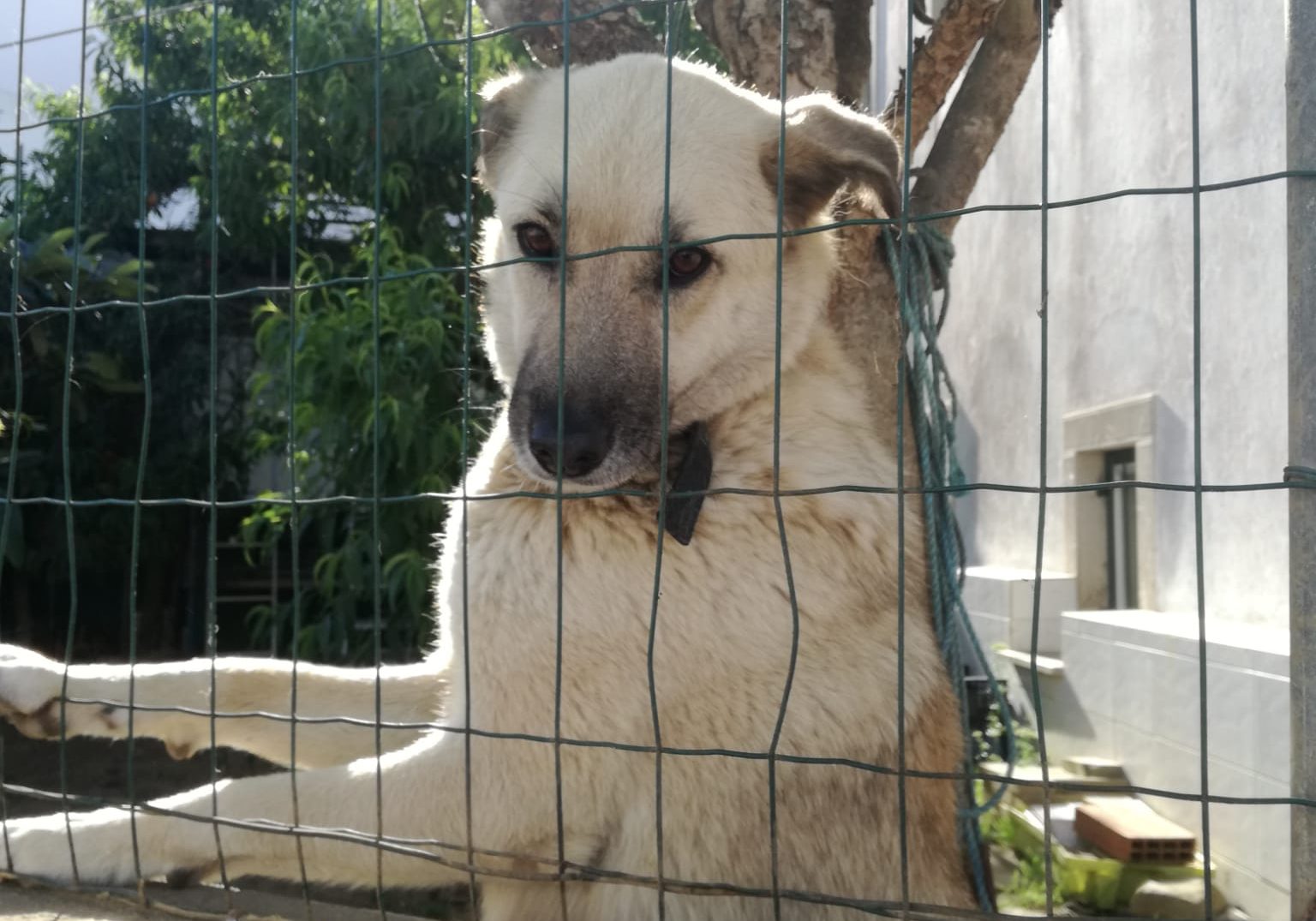 nina,animais