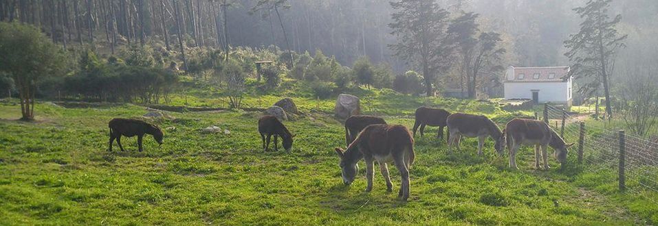 burros