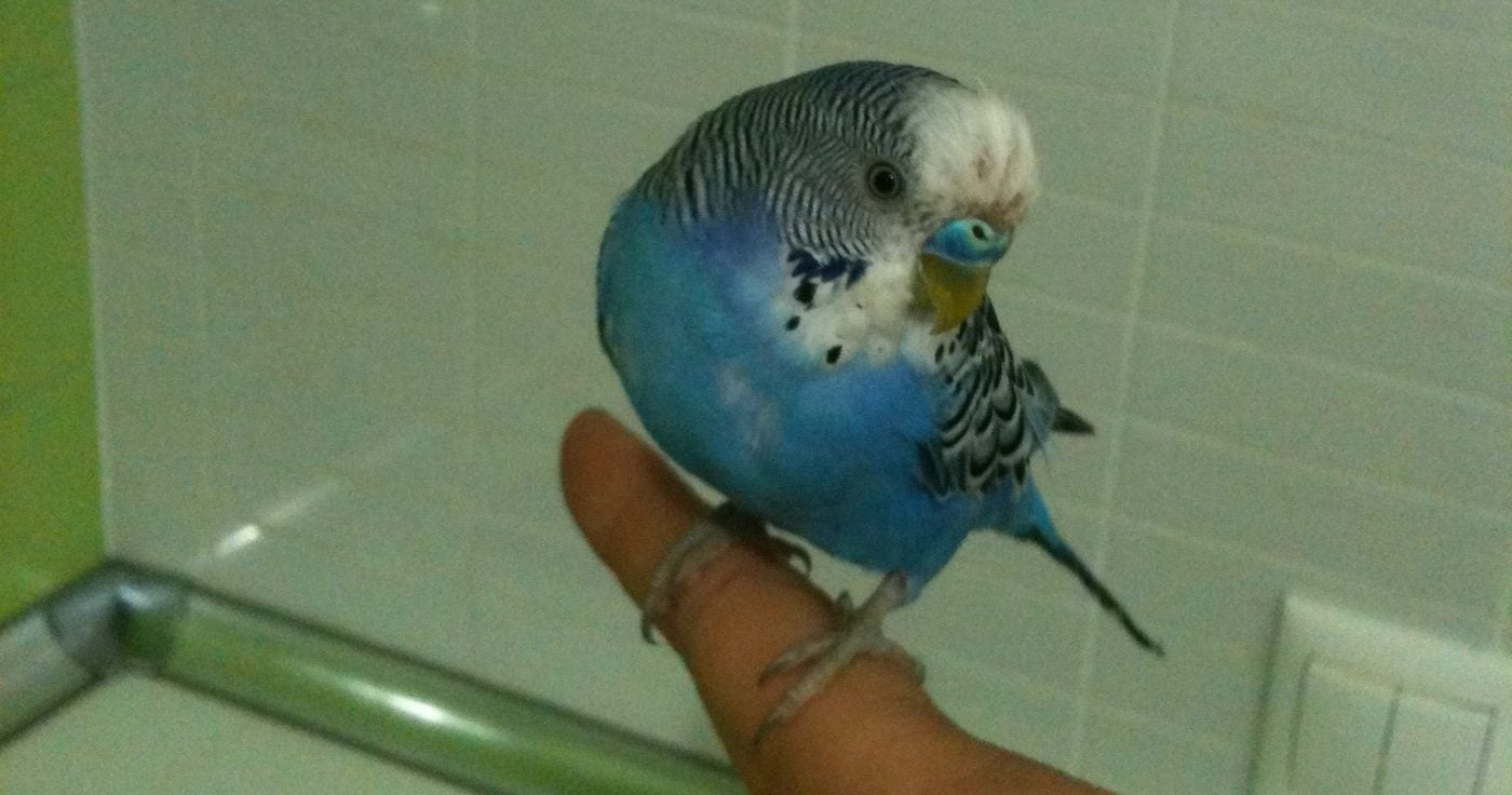piu