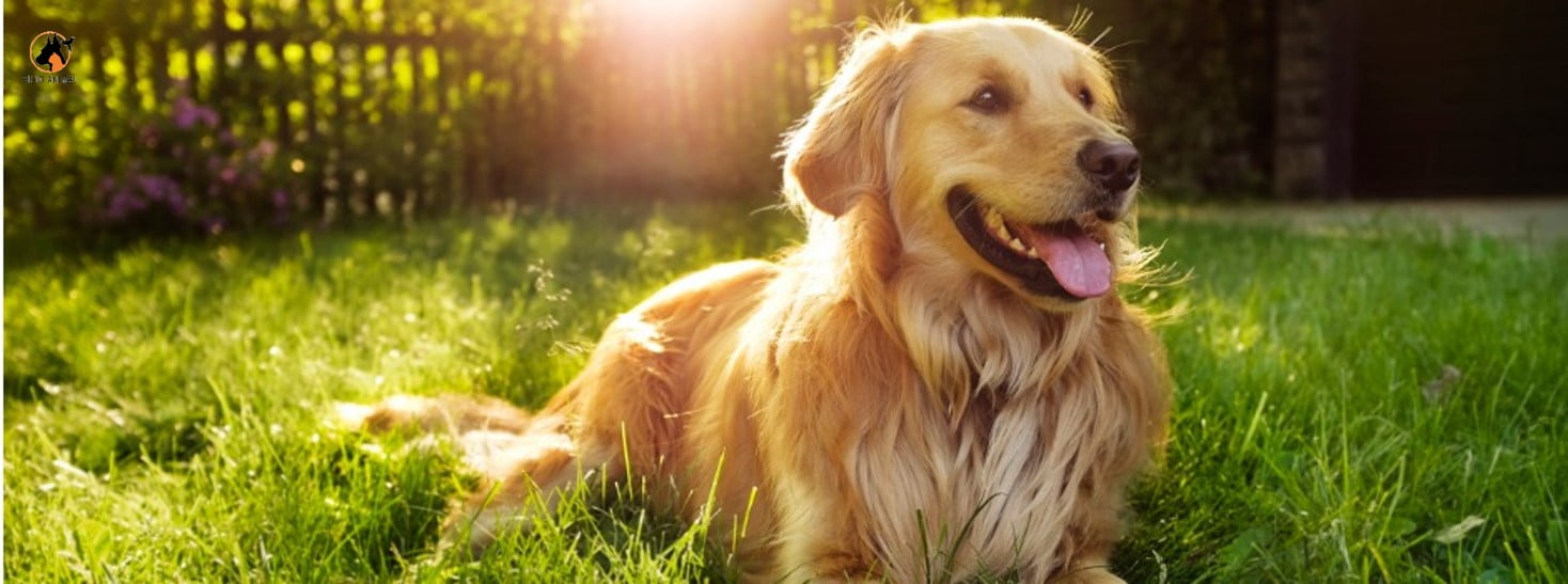 cães