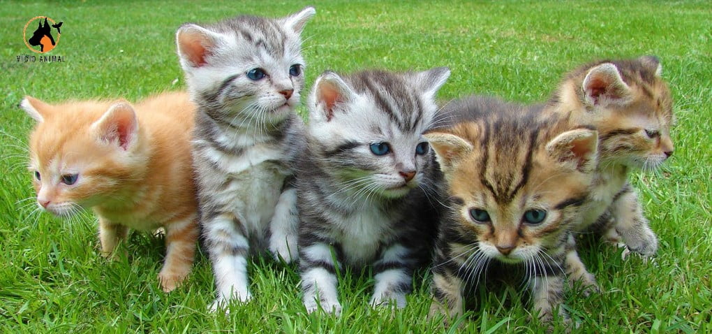 Gato