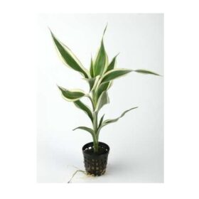 Dracaena sanderiana