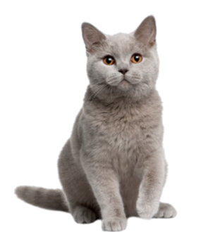 Gato