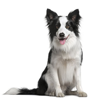 Cão